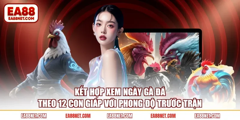 Kết hợp xem ngày gà đá theo 12 con giáp với phong độ trước trận