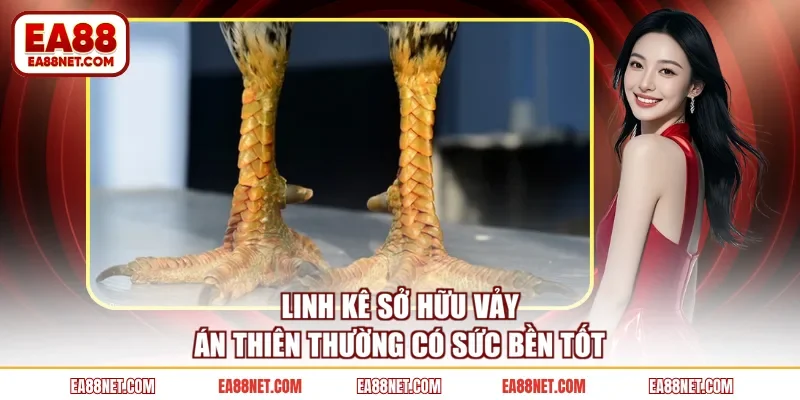 Linh kê sở hữu vảy án thiên thường có sức bền tốt